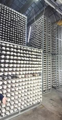 探尋齊長城 長城腳下“智慧工廠”助民增收，香菇基地里“枯木變金”激活網(wǎng)絡(luò)文化傳播